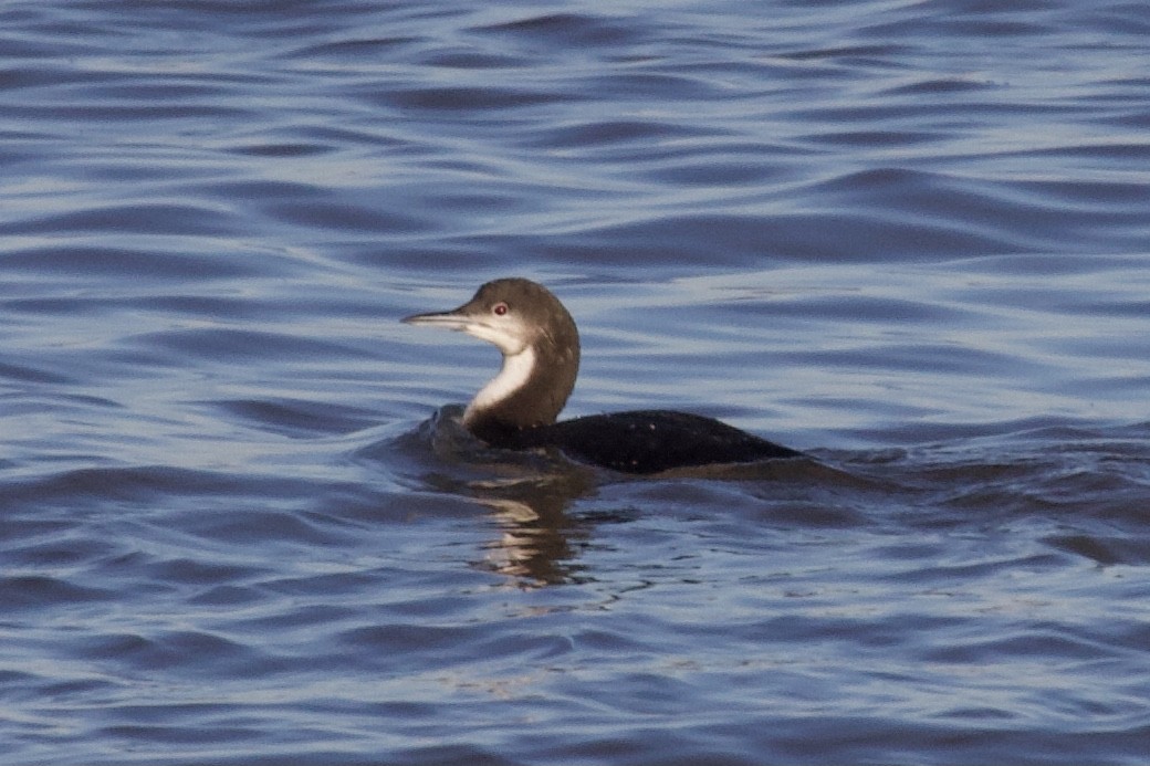 Pacific Loon - Andrew Bell