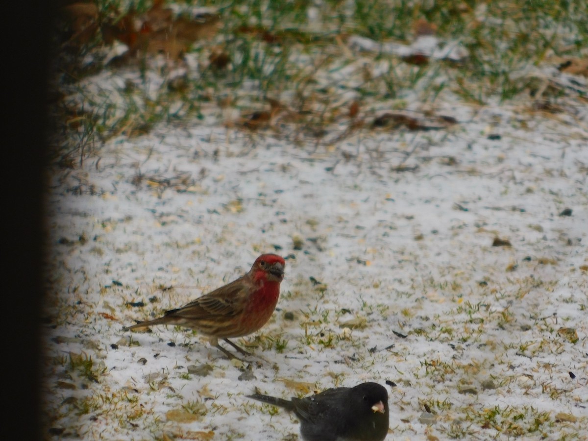 House Finch - ML302186241