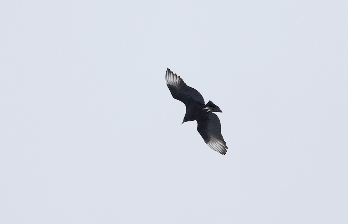 Black Vulture - ML302186791
