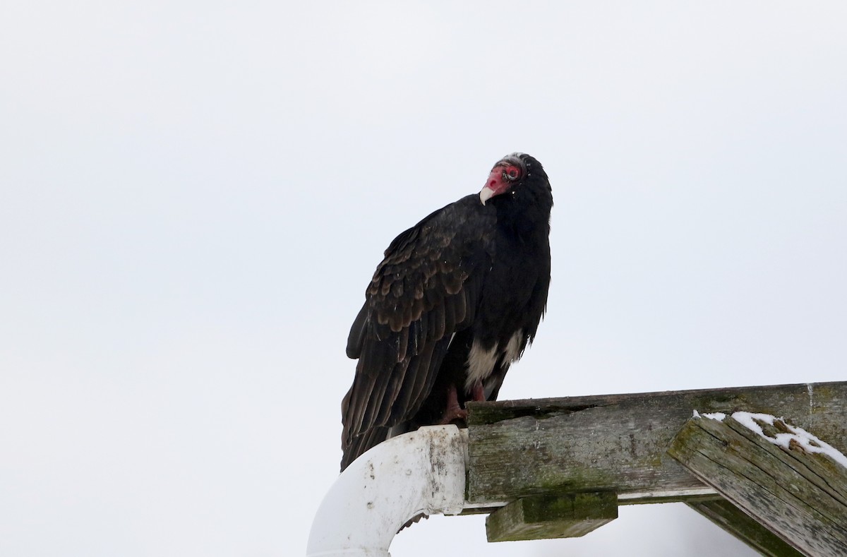 Turkey Vulture - ML302186981