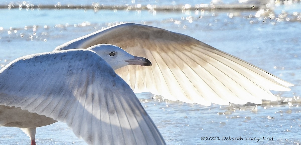 Glaucous Gull - Deborah Kral