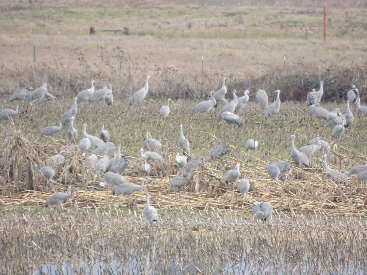 Sandhill Crane - ML302192921