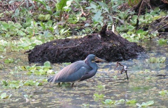 Tricolored Heron - Robert Bochenek