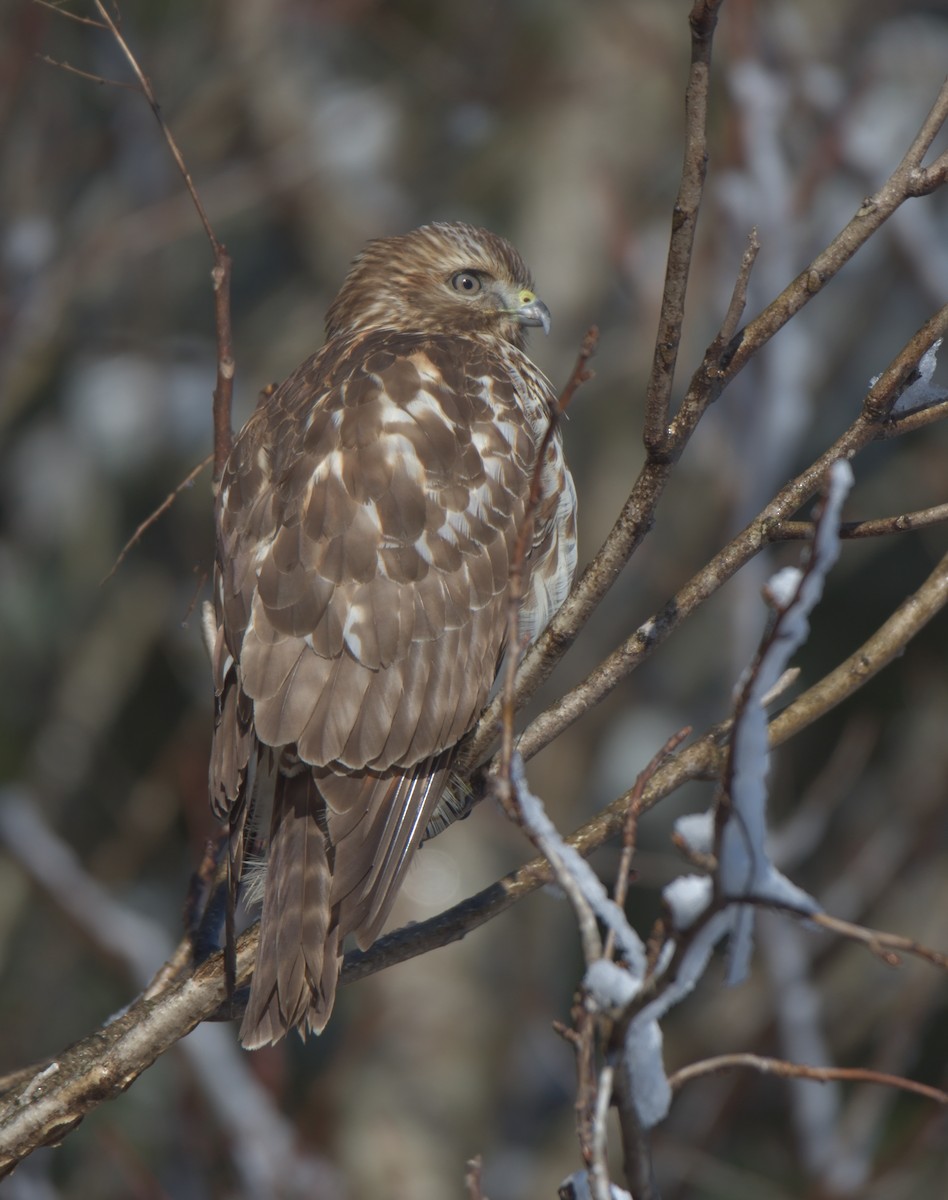 Red-shouldered Hawk - ML302196281