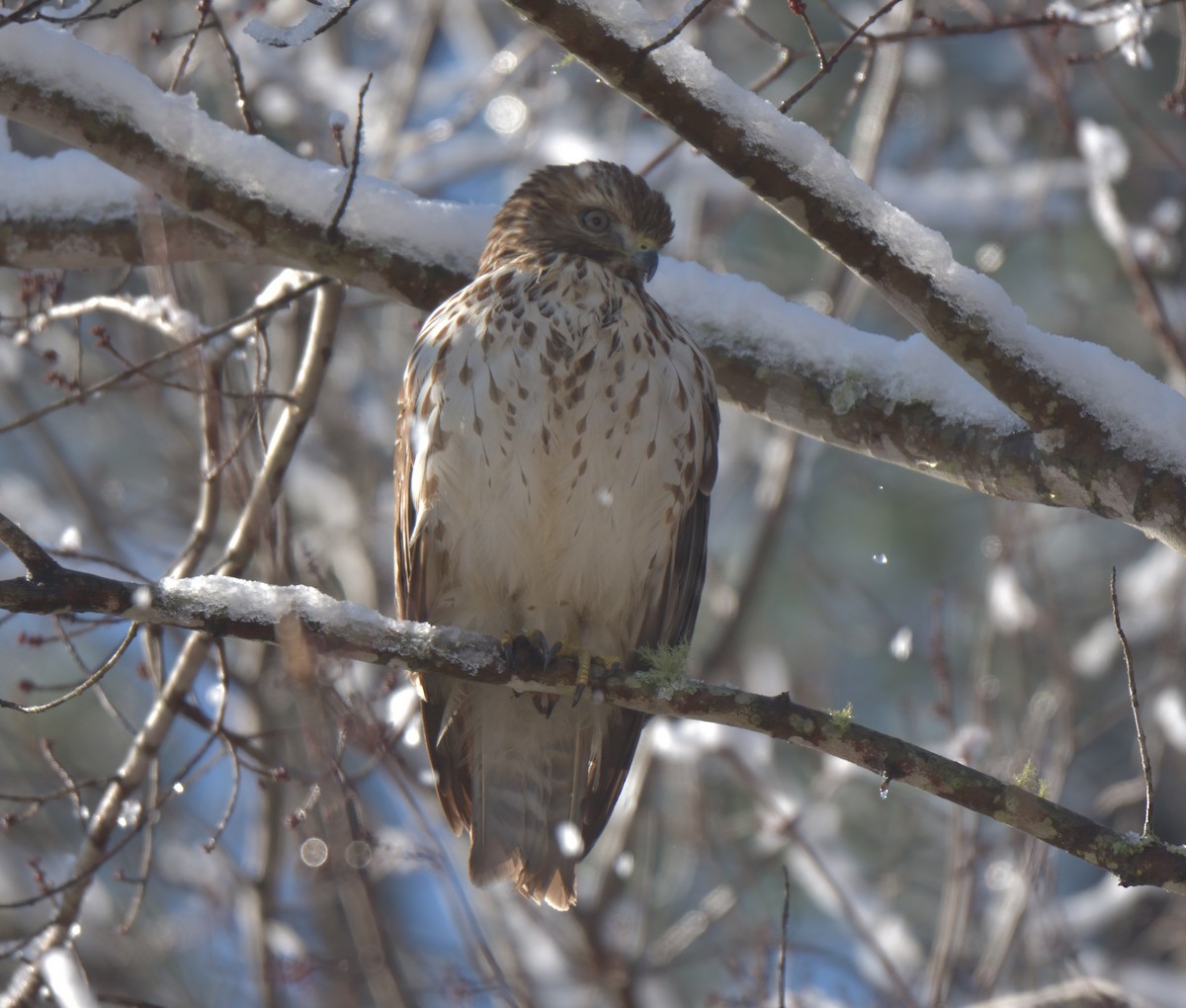 Red-shouldered Hawk - ML302196301