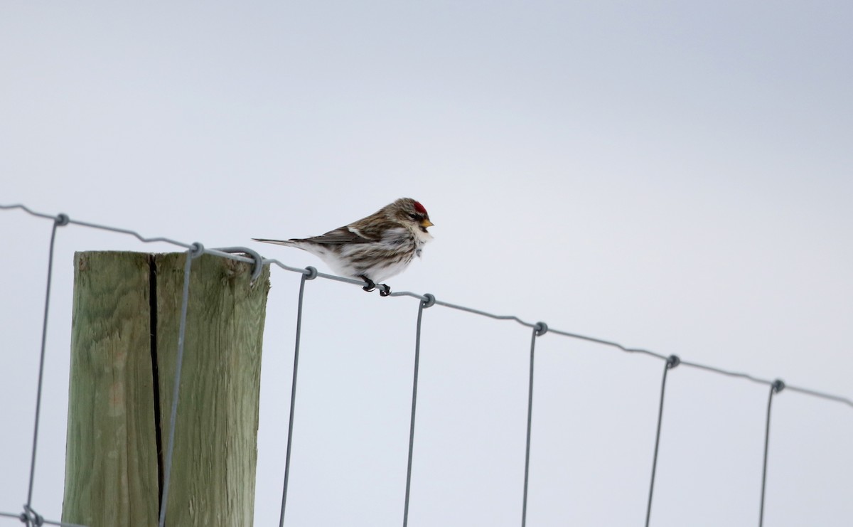 Common Redpoll (flammea) - ML302198861