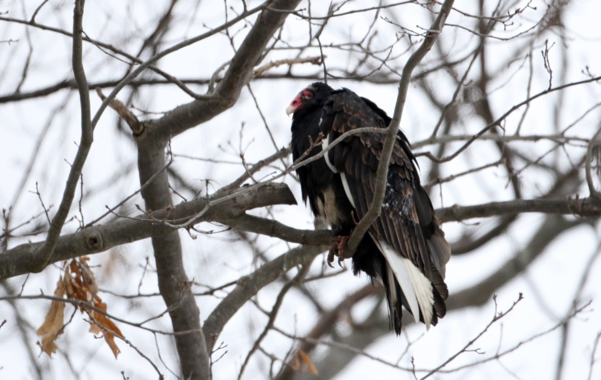 Turkey Vulture - ML302199331