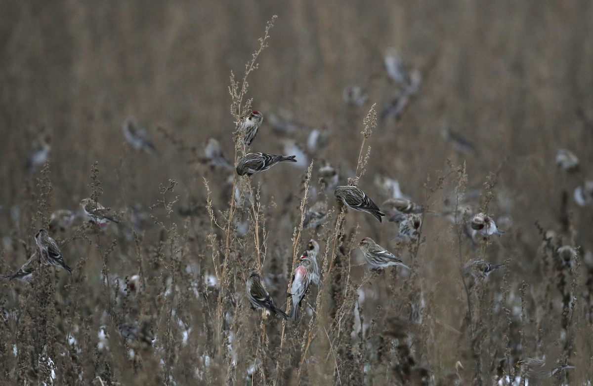 Common Redpoll (flammea) - ML302199751