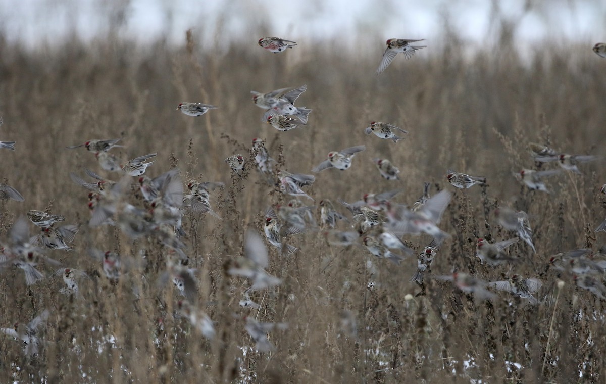 Redpoll (flammea) - Jay McGowan