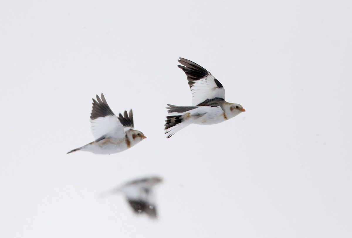 Snow Bunting - Jay McGowan