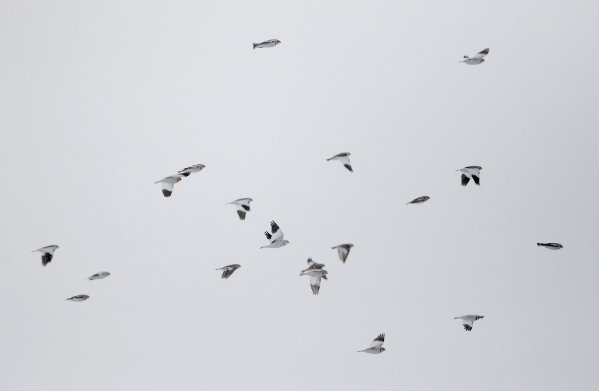 Snow Bunting - Jay McGowan