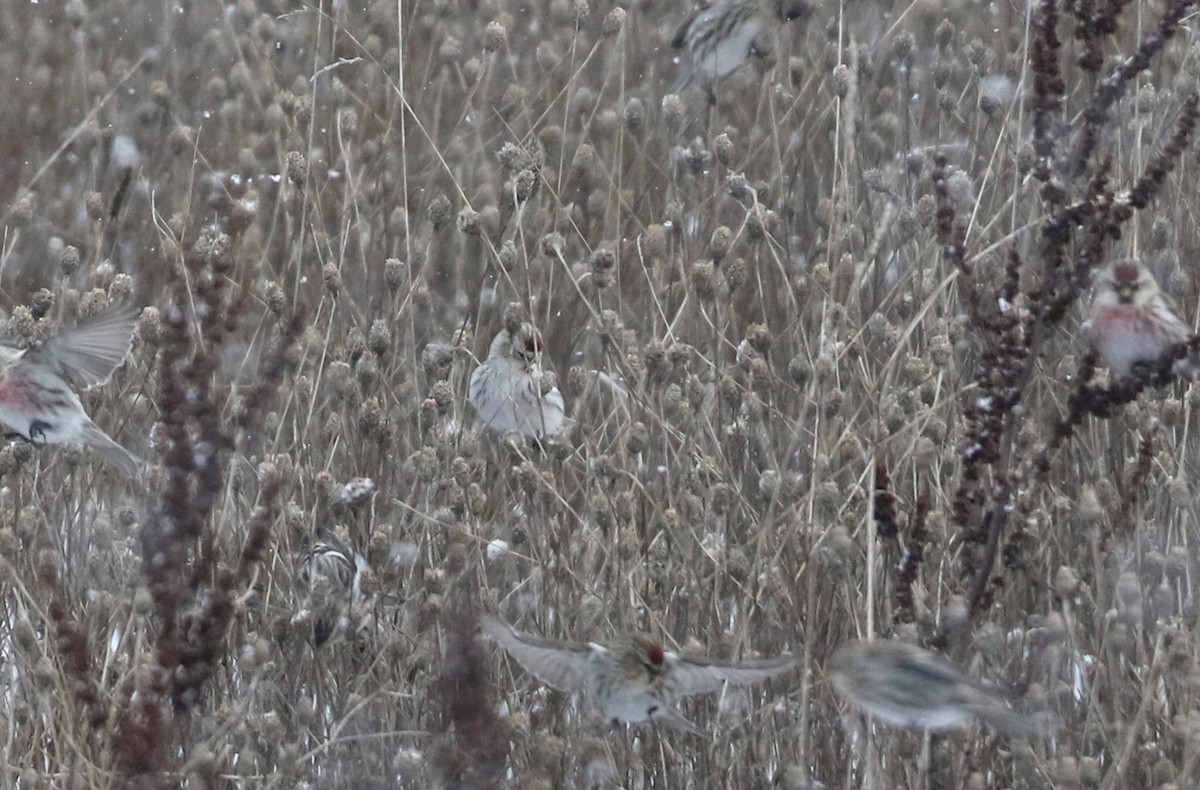 Hoary Redpoll (exilipes) - ML302200271