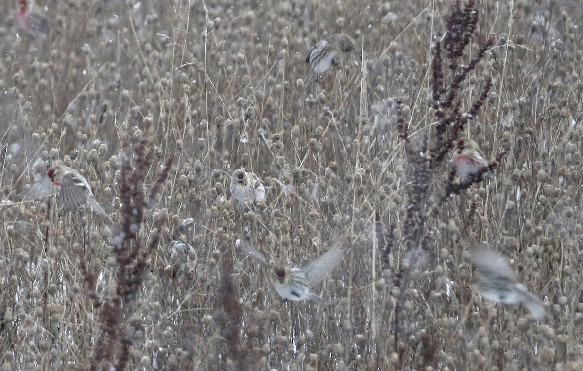 Hoary Redpoll (exilipes) - ML302200311