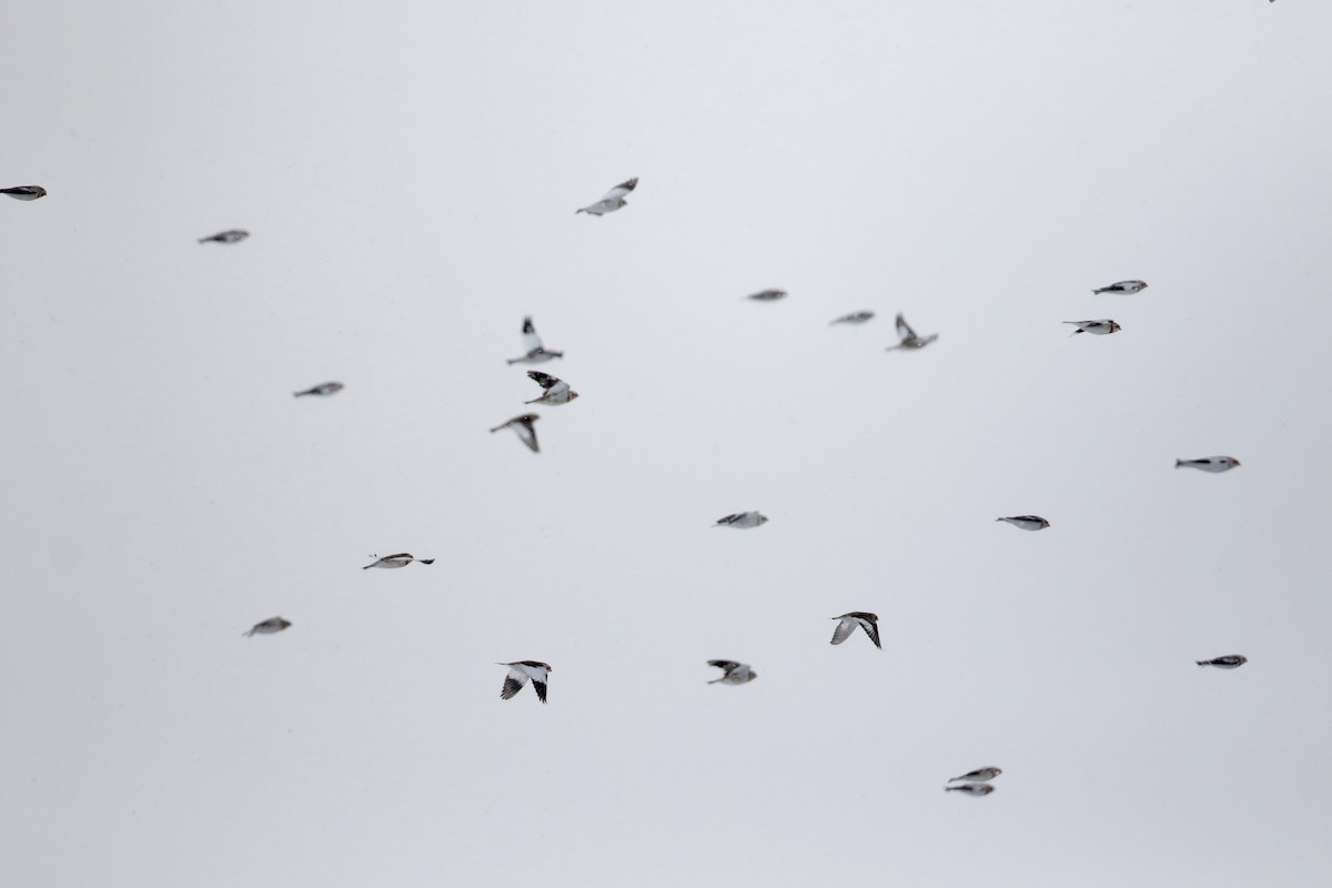 Snow Bunting - Jay McGowan