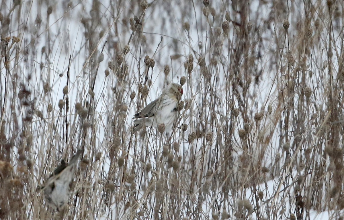 Hoary Redpoll (exilipes) - ML302200361