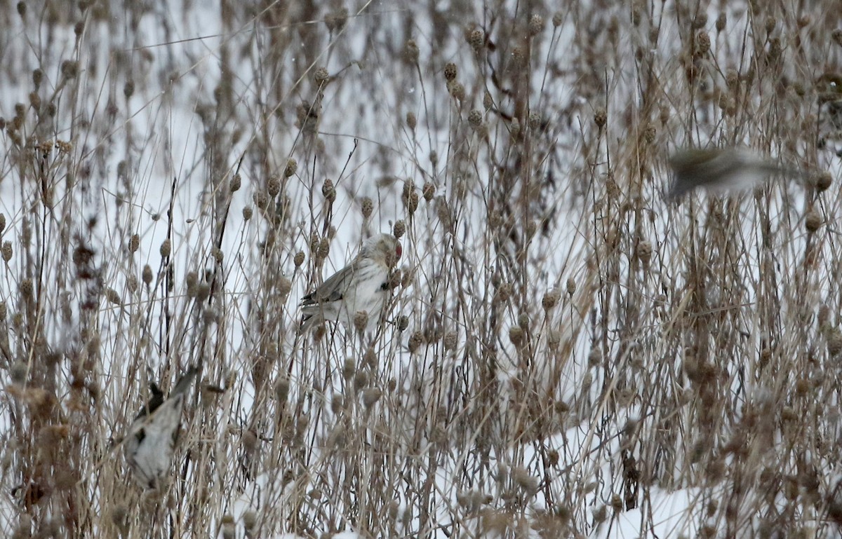 Hoary Redpoll (exilipes) - Jay McGowan