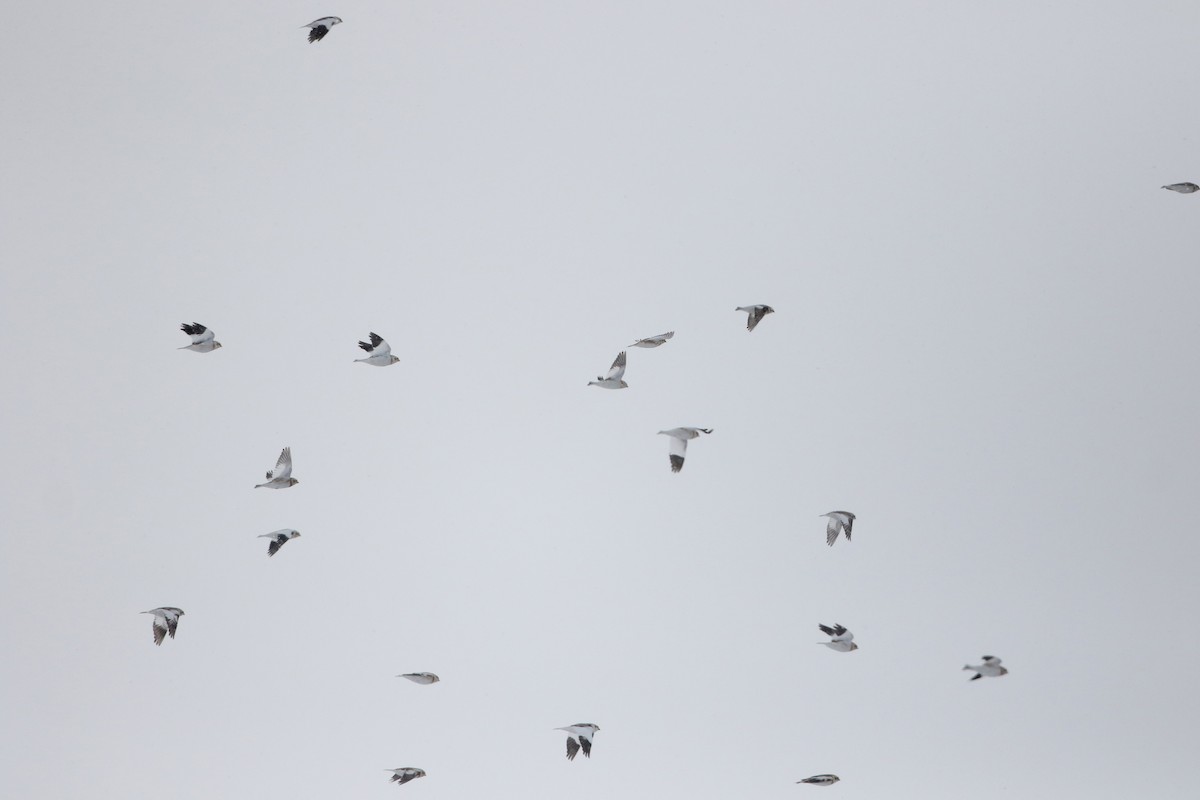 Snow Bunting - ML302200481