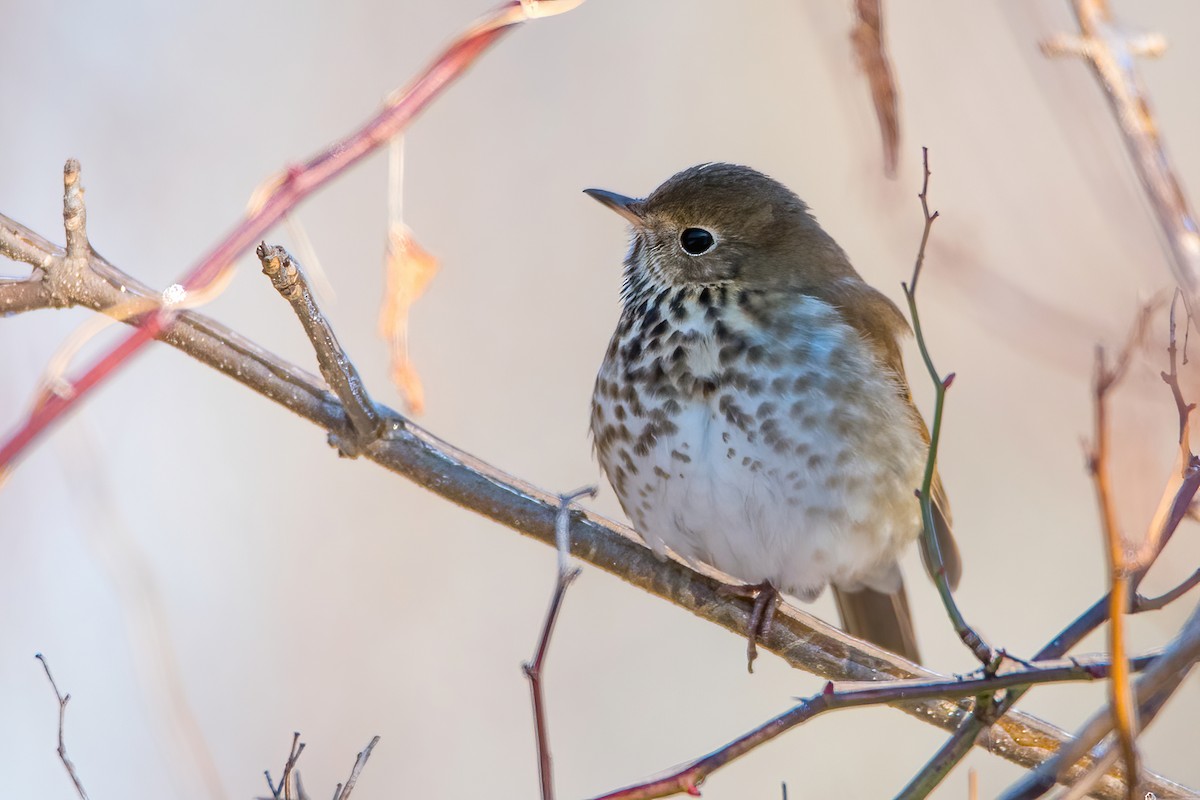 Hermit Thrush - Sue Barth