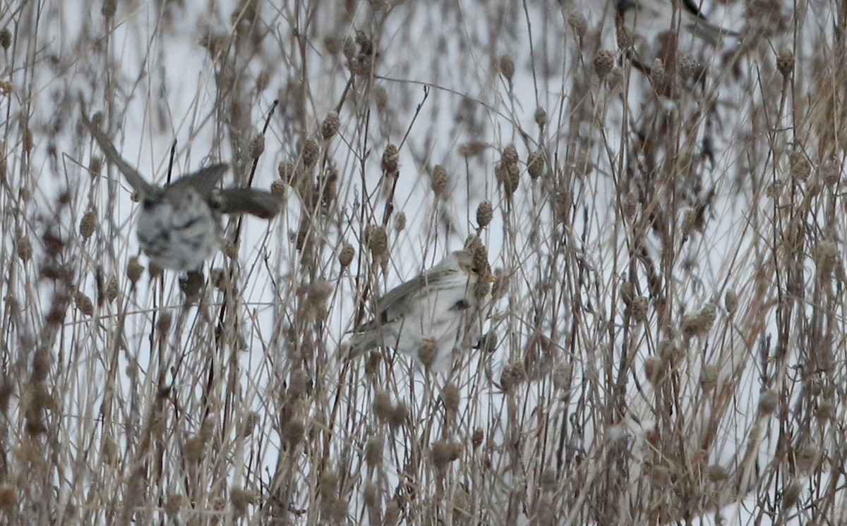 Hoary Redpoll (exilipes) - ML302200881