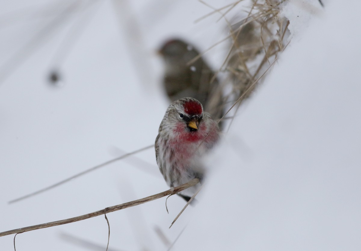 Common Redpoll (flammea) - ML302200931