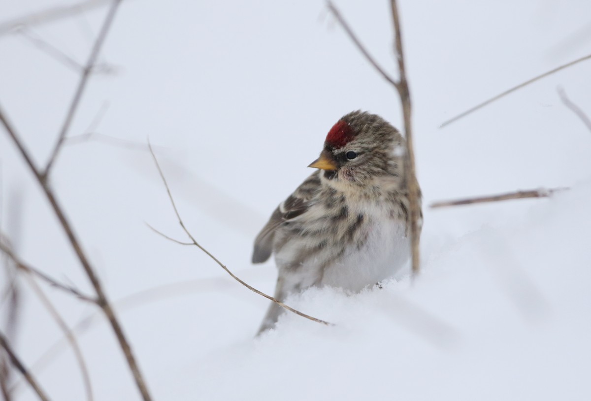 Common Redpoll (flammea) - Jay McGowan