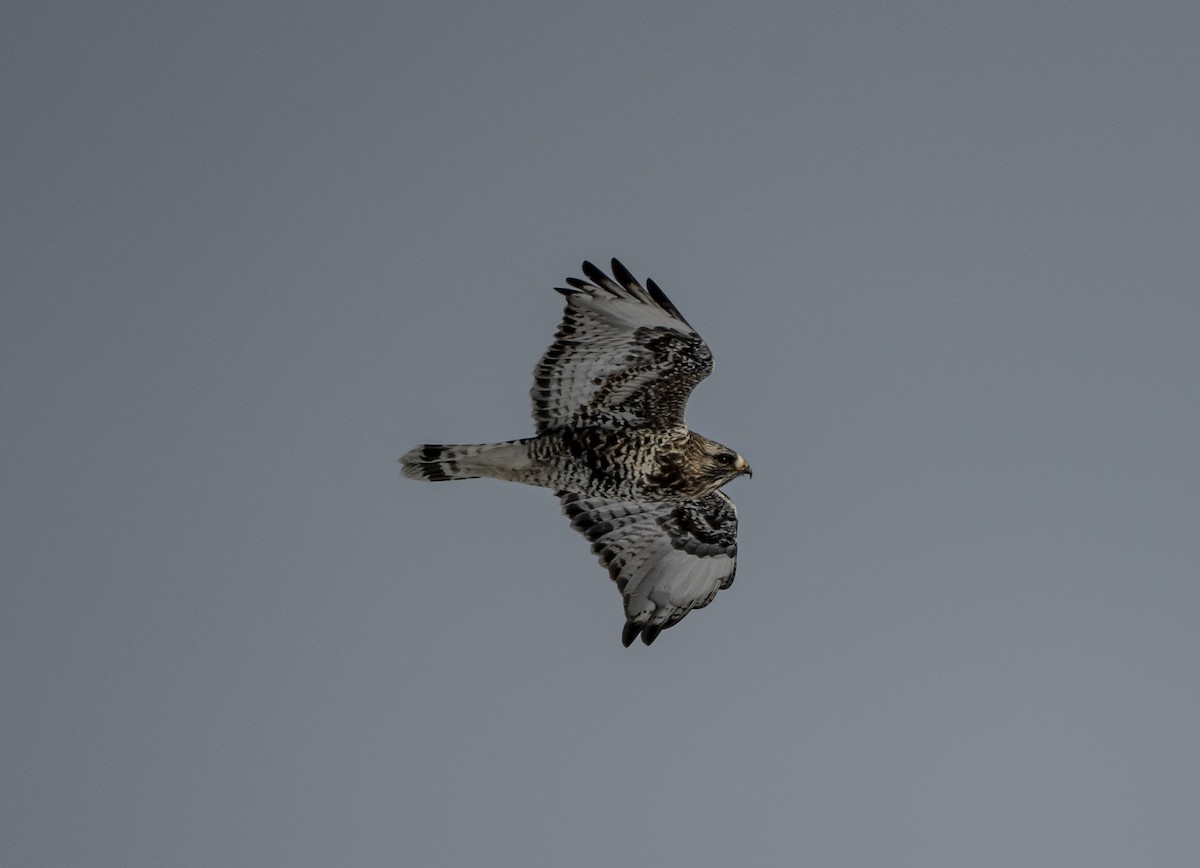 Rough-legged Hawk - ML302202291