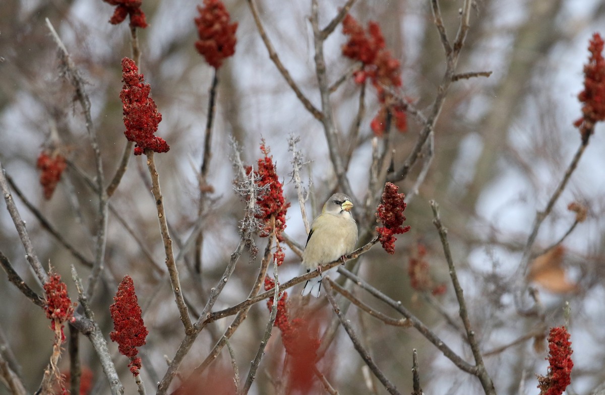Evening Grosbeak (type 3) - ML302202441