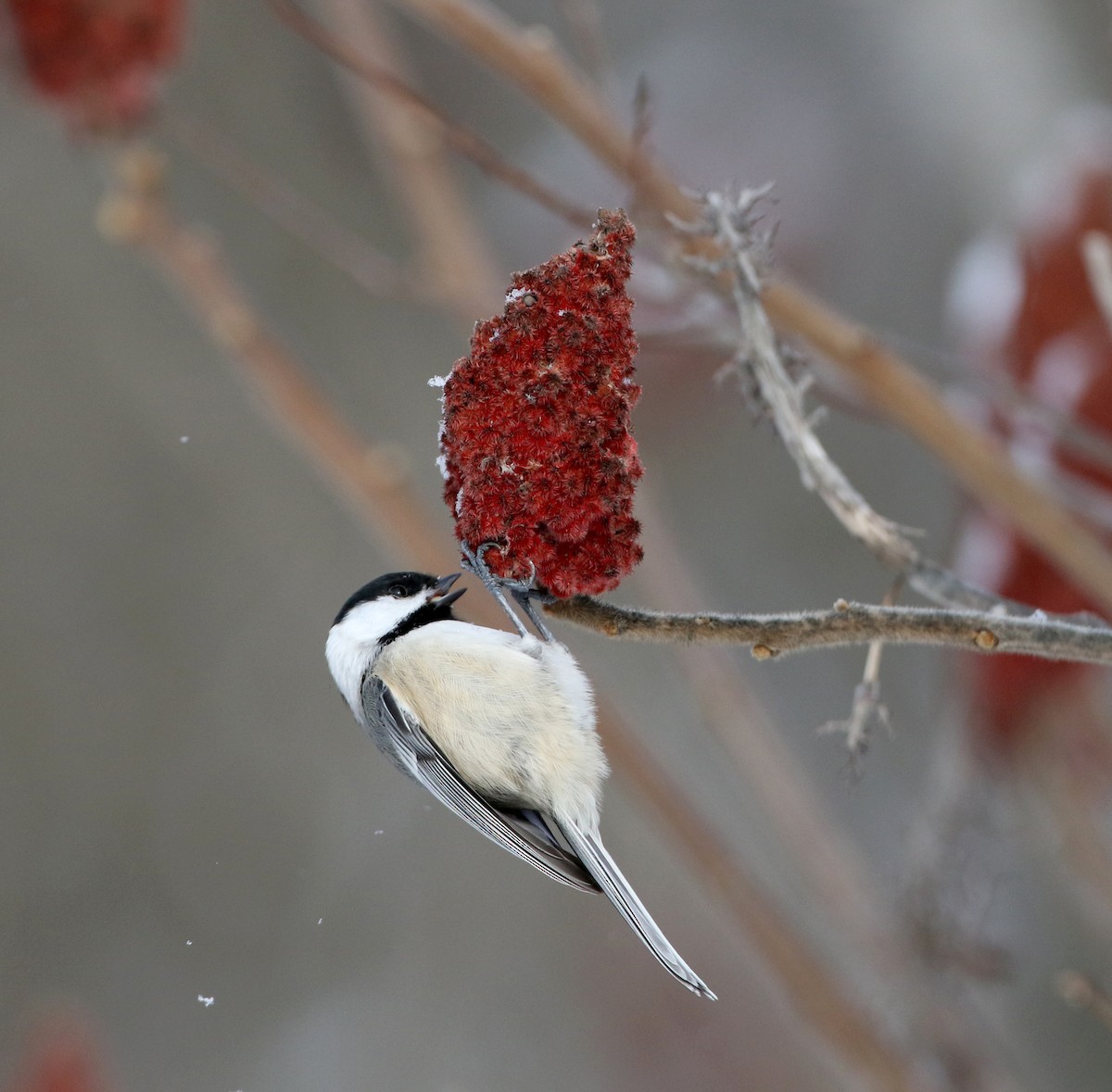 Black-capped Chickadee - ML302202521