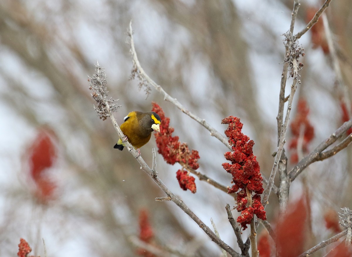 Evening Grosbeak (type 3) - ML302202541