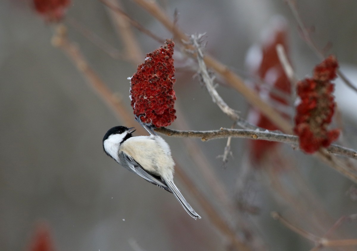 Black-capped Chickadee - ML302202631