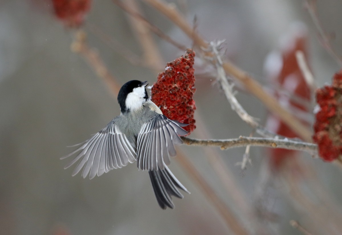 Black-capped Chickadee - ML302202641