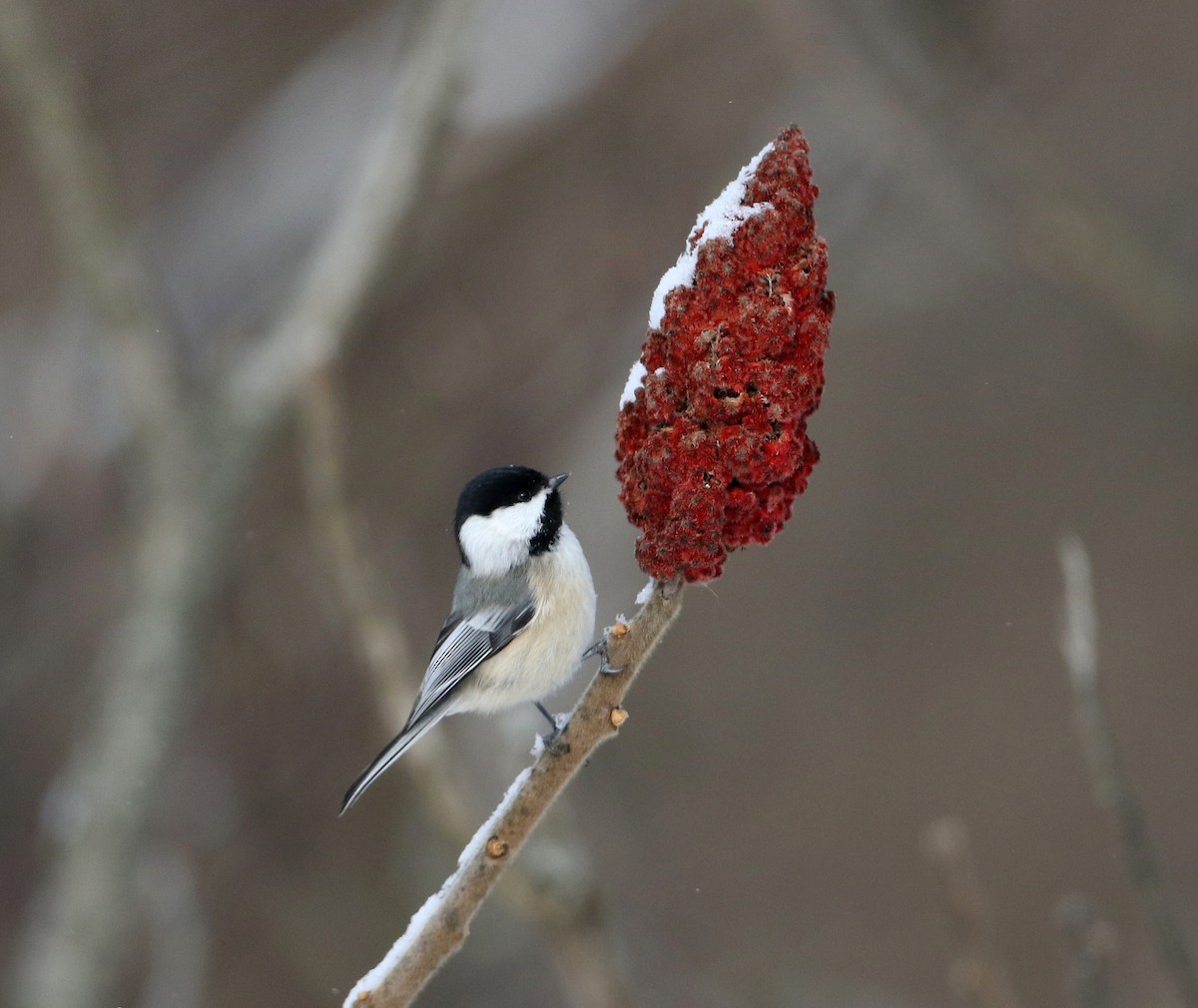 Black-capped Chickadee - ML302202661