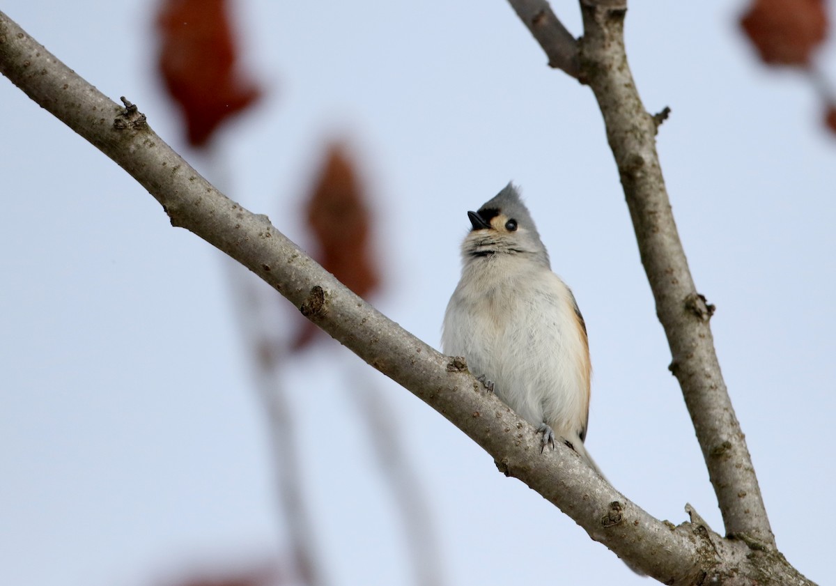 Tufted Titmouse - ML302202741