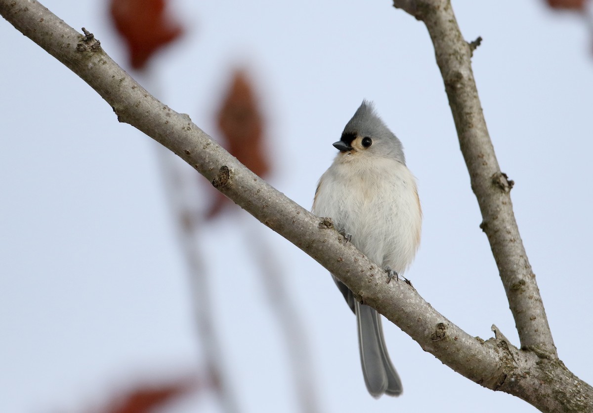 Tufted Titmouse - ML302202771