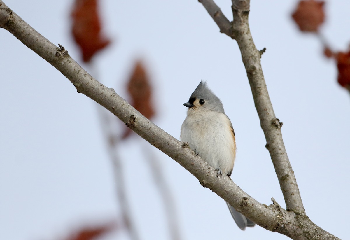 Tufted Titmouse - ML302202791