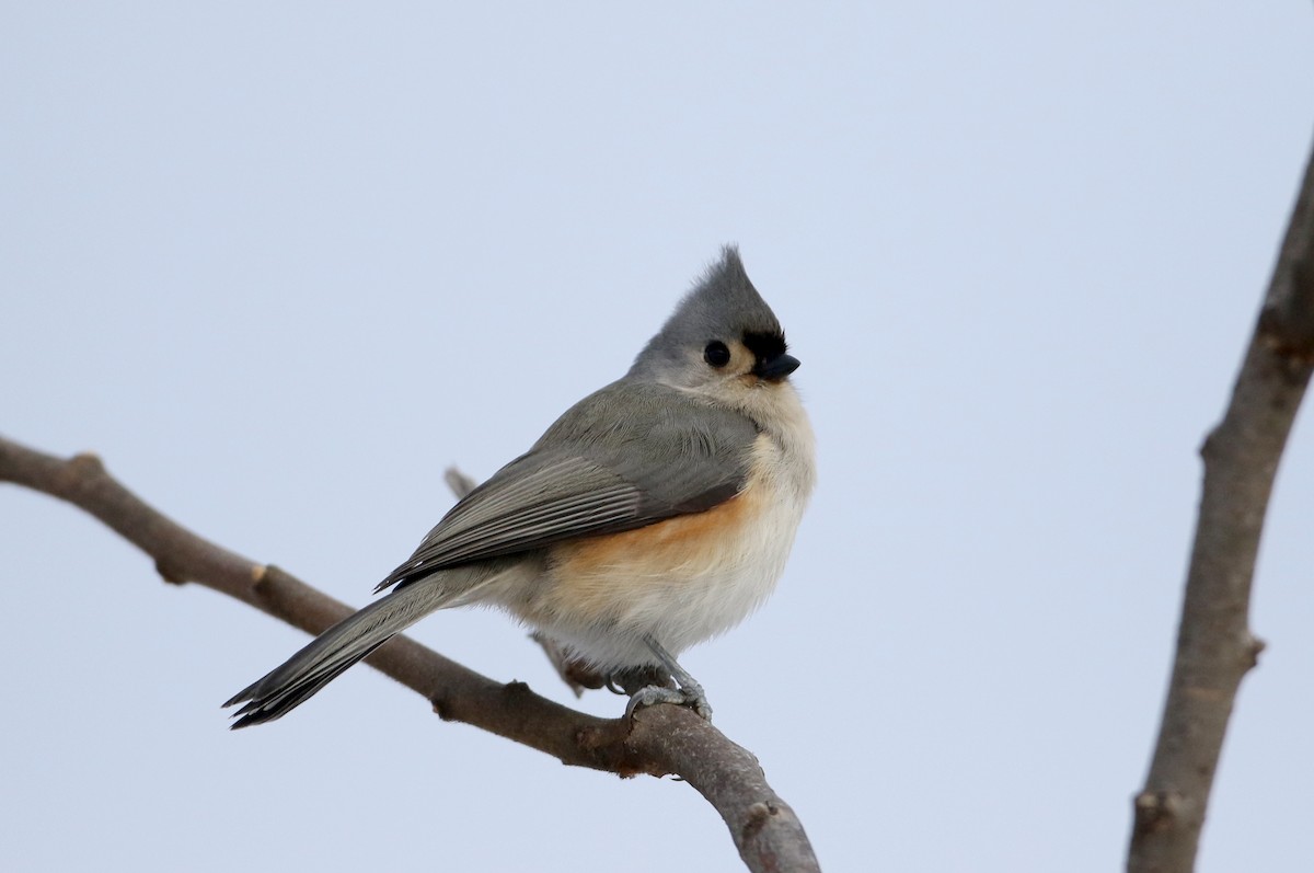 Tufted Titmouse - ML302202831