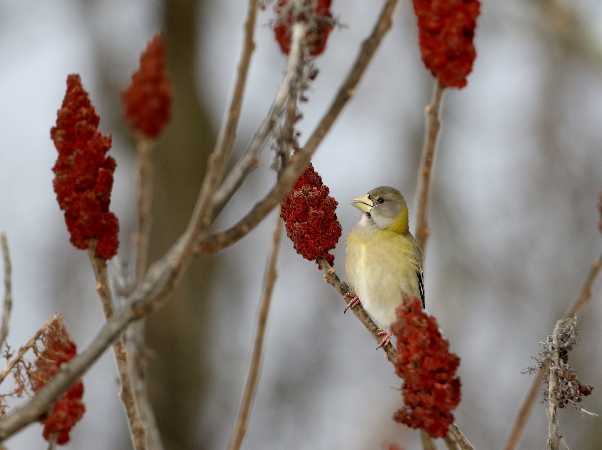 Evening Grosbeak (type 3) - ML302202941