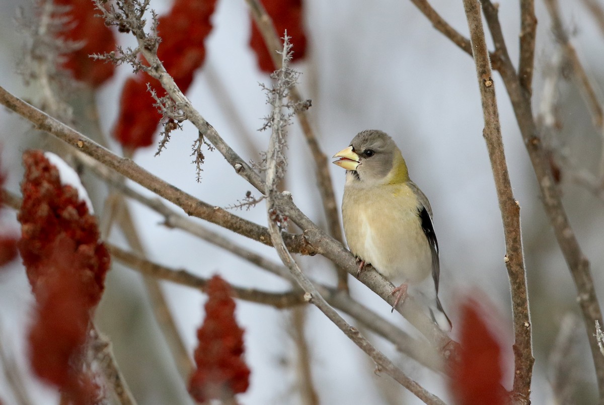 Evening Grosbeak (type 3) - ML302202961
