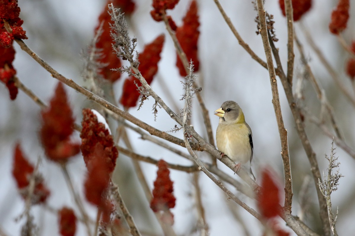 Evening Grosbeak (type 3) - ML302203021