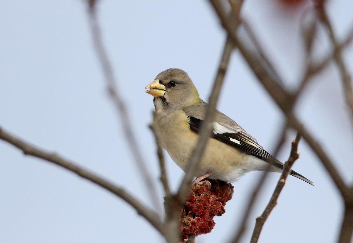 Evening Grosbeak (type 3) - ML302203051