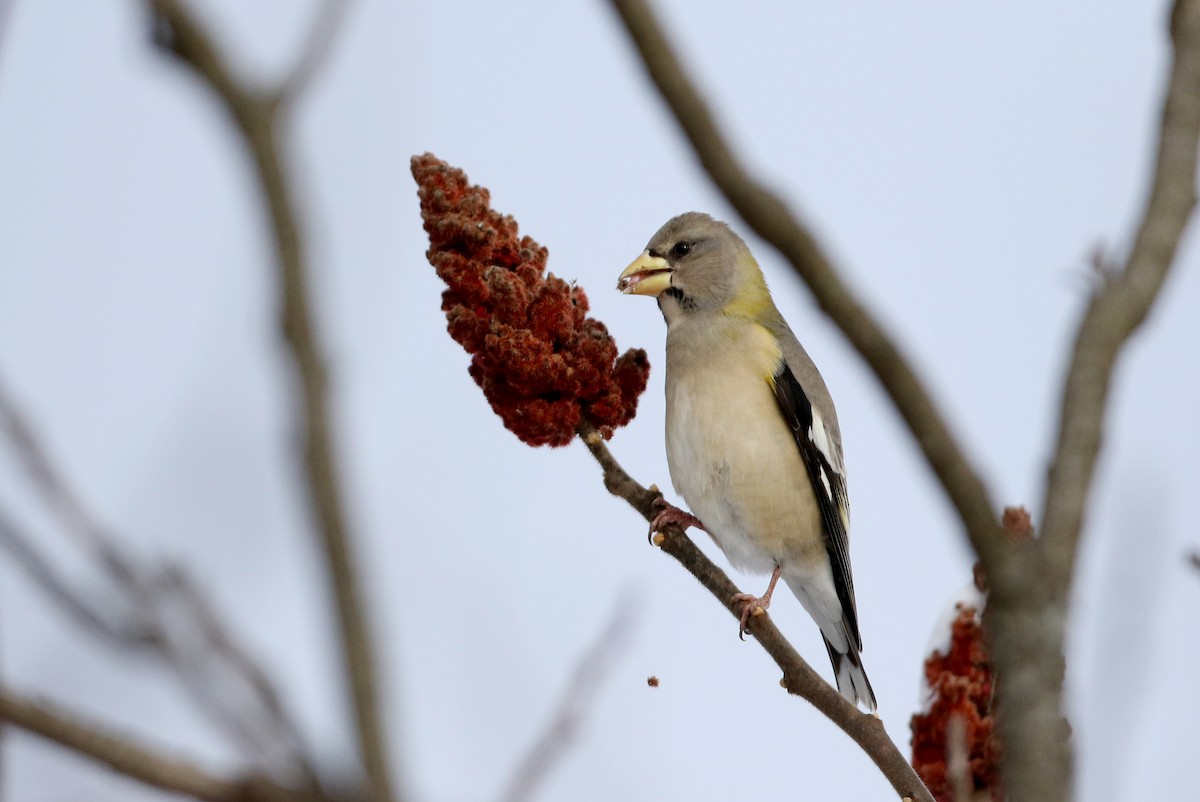 Evening Grosbeak (type 3) - ML302203111