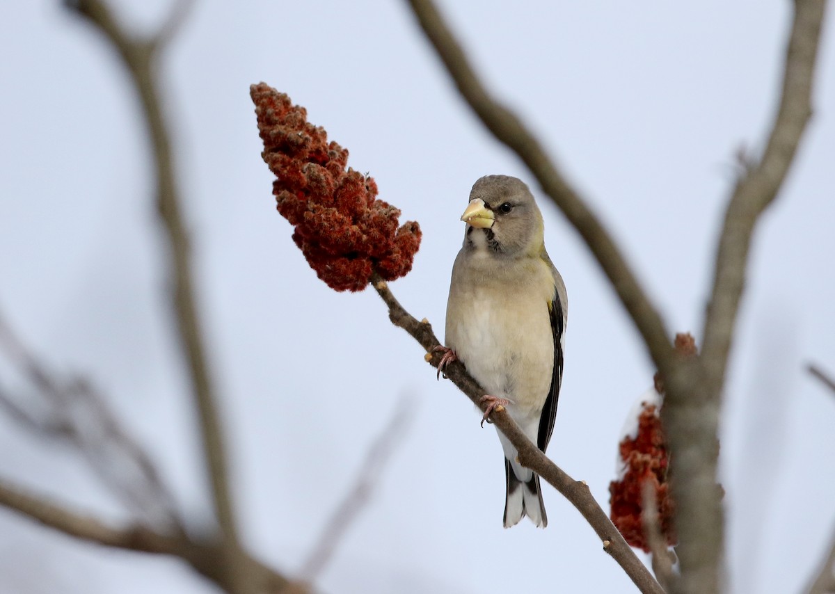 Evening Grosbeak (type 3) - ML302203121