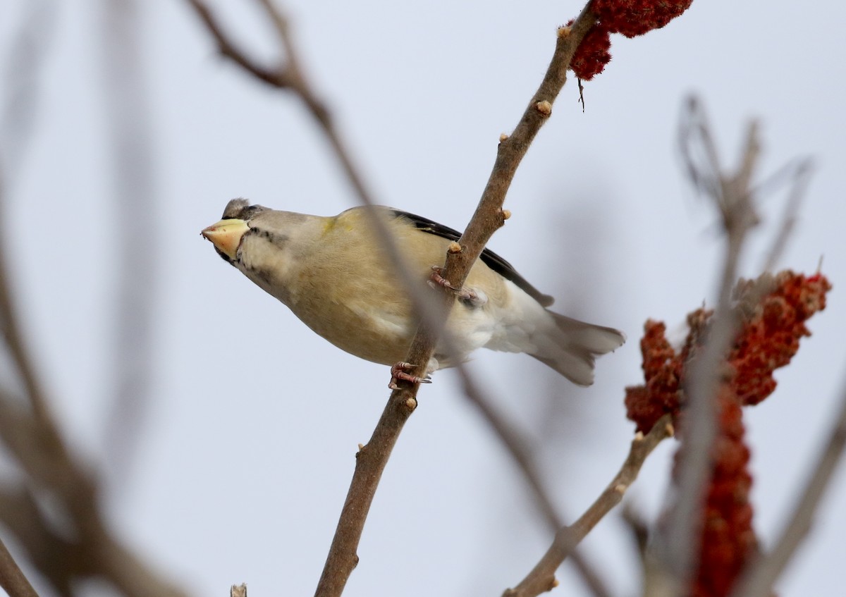 Evening Grosbeak (type 3) - ML302203261