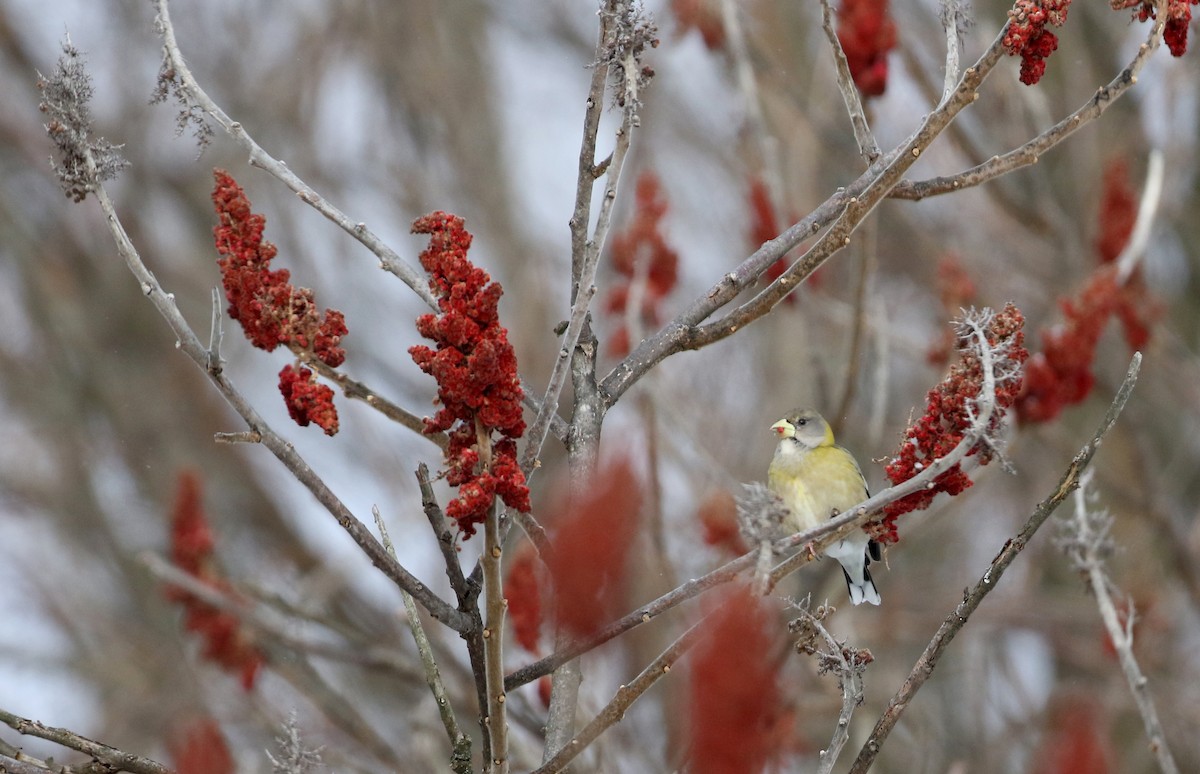 Evening Grosbeak (type 3) - ML302203341