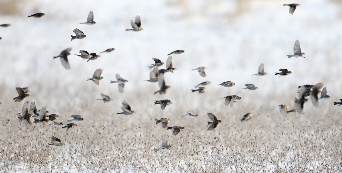 Common Redpoll (flammea) - Jay McGowan