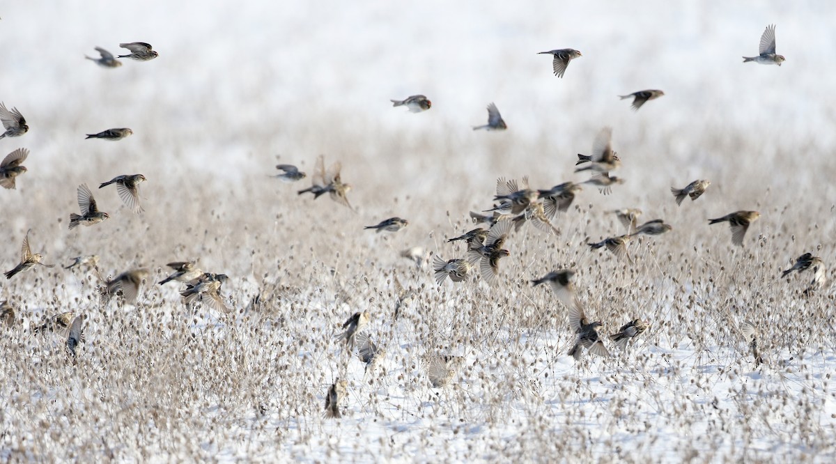 Common Redpoll (flammea) - Jay McGowan