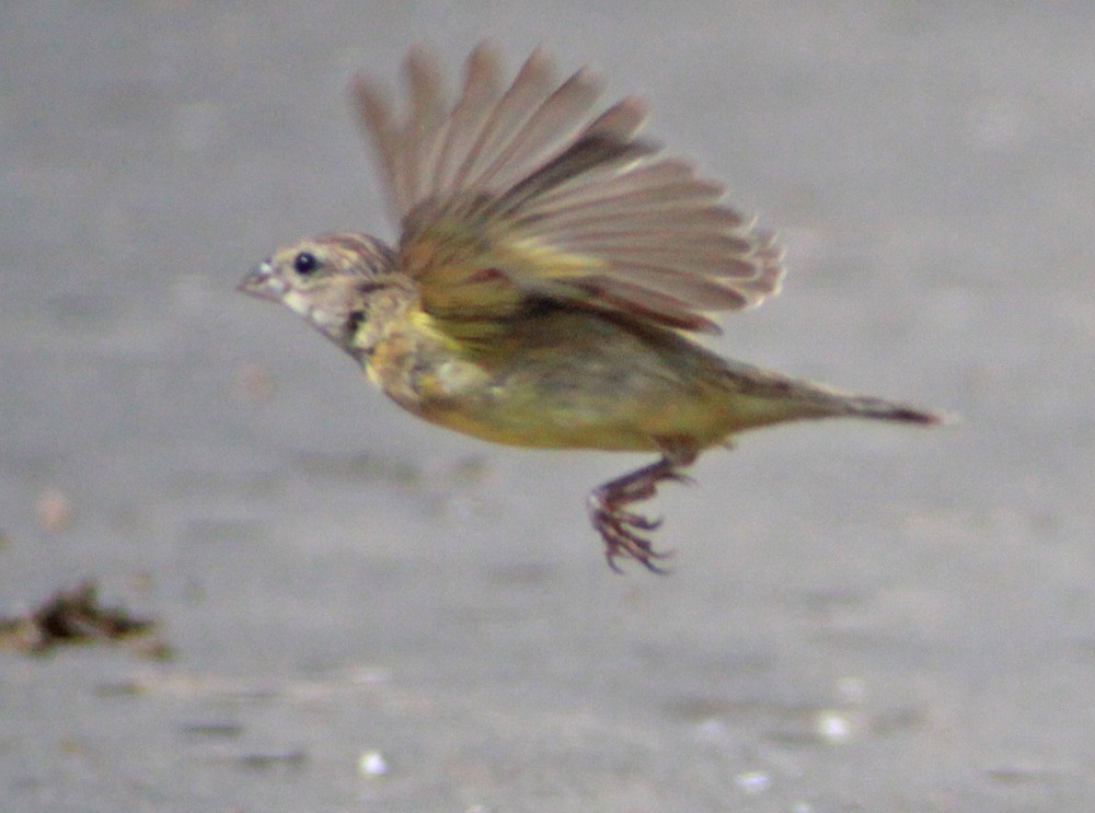 Grassland Yellow-Finch - ML302207801