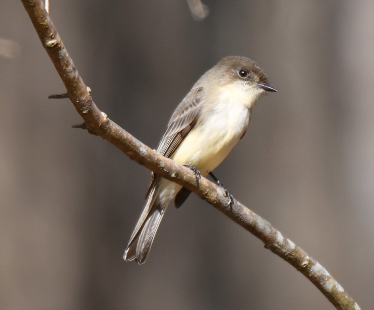 Eastern Phoebe - Cyndy Hardaker