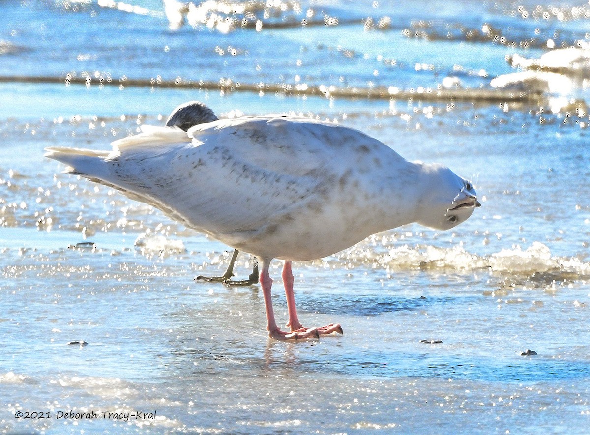 Glaucous Gull - Deborah Kral