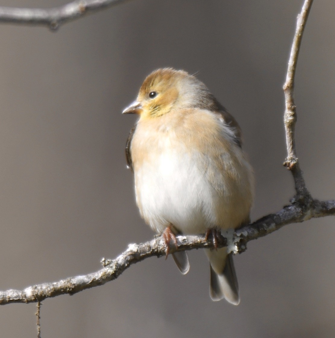 American Goldfinch - Cyndy Hardaker